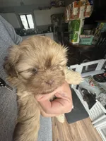 Luna, a female Shih Tzu for sale in Applegate, MI – 2 of 10