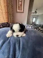 Girl 5 , a female Shih Tzu for sale in Applegate, MI – 2 of 6
