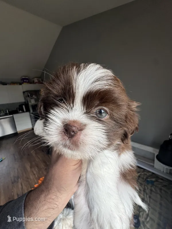 Sunny  – Shih Tzu puppy for sale in Applegate, MI