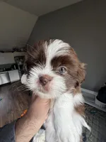 Sunny , a male Shih Tzu for sale in Applegate, MI – 1 of 10
