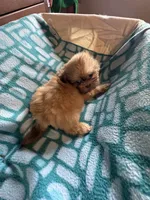 Girl 2 caramel , a female Shih Tzu for sale in Applegate, MI – 4 of 8