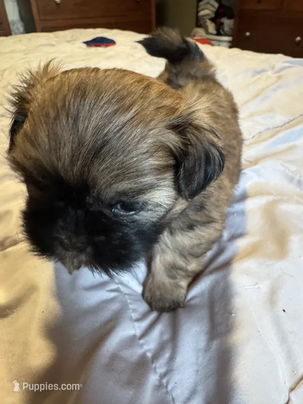 Daisy  – Shih Tzu puppy on hold in Applegate, MI