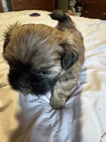 Daisy , a female Shih Tzu for sale in Applegate, MI – 1 of 10
