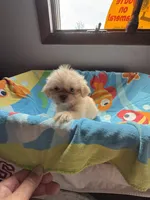 Bella , a female Shih Tzu for sale in Applegate, MI – 5 of 10