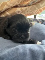 AKC Chloe , a female Shih Tzu for sale in Applegate, MI – 2 of 10