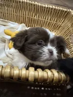 Sunny , a male Shih Tzu for sale in Applegate, MI – 2 of 10