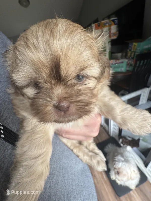 Luna – Shih Tzu puppy for sale in Applegate, MI