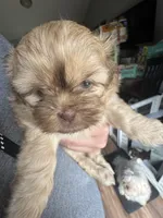 Luna, a female Shih Tzu for sale in Applegate, MI – 1 of 10