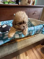 Girl 2 caramel , a female Shih Tzu for sale in Applegate, MI – 2 of 8