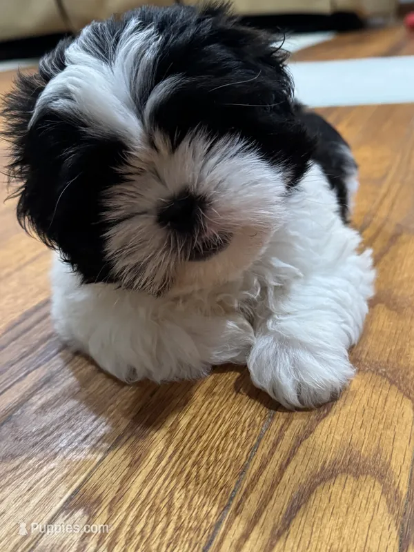 Fatboy  – Shih Tzu puppy for sale in Applegate, MI