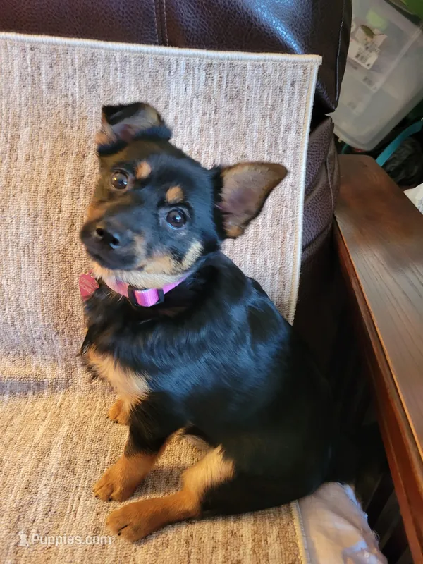 Lola – Yorkshire Terrier puppy for sale in Bloomington, MN