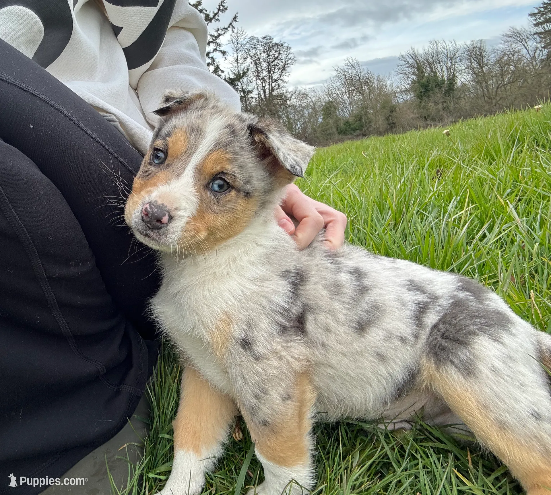 Coach, a male Cardigan Welsh Corgi and Miniature Australian Shepherd for sale in Halsey, OR – Photo 3 of 3