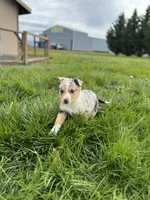 Coach, a male Cardigan Welsh Corgi and Miniature Australian Shepherd for sale in Halsey, OR – Photo 2 of 3
