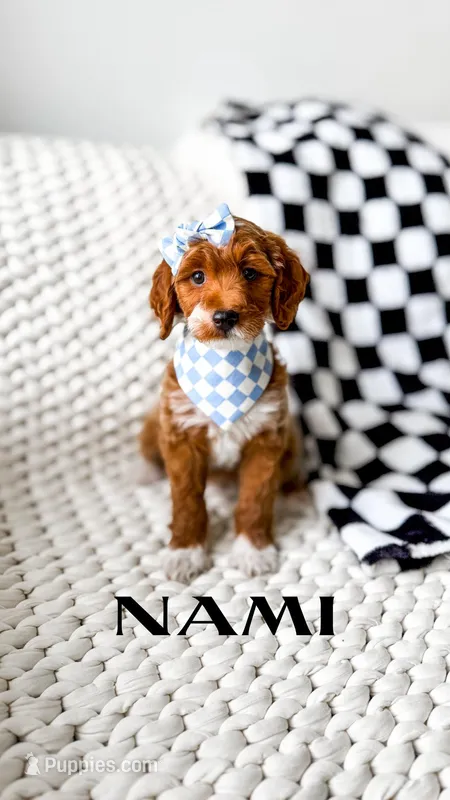 Nami – Miniature Goldendoodle puppy for sale in Grantsville, UT