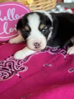 Kora, a female Miniature Australian Shepherd for sale in Azle, TX – Photo 8 of 9