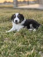 Kora, a female Miniature Australian Shepherd for sale in Azle, TX – Photo 4 of 9
