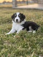 Kora, a female Miniature Australian Shepherd for sale in Azle, TX – Photo 2 of 9