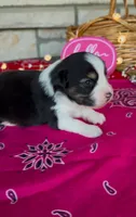 Kora, a female Miniature Australian Shepherd for sale in Azle, TX – Photo 7 of 9