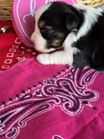 Kora, a female Miniature Australian Shepherd for sale in Azle, TX – Photo 9 of 9