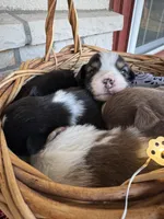 Kora, a female Miniature Australian Shepherd for sale in Azle, TX – Photo 5 of 9