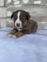 Bovina, a female Miniature Australian Shepherd for sale in Azle, TX – Photo 3 of 8