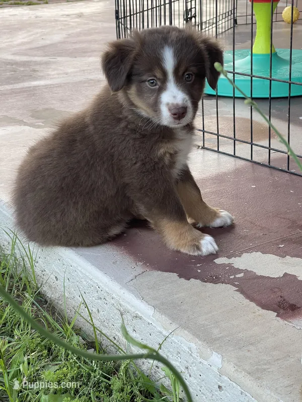 Bovina, a female Miniature Australian Shepherd for sale in Azle, TX – Photo 1 of 8