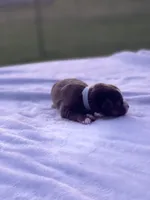 Bovina, a female Miniature Australian Shepherd for sale in Azle, TX – Photo 6 of 8