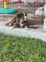 Bovina, a female Miniature Australian Shepherd for sale in Azle, TX – Photo 2 of 8