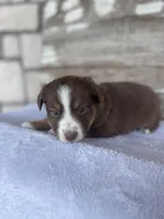 Bovina, a female Miniature Australian Shepherd for sale in Azle, TX – Photo 4 of 8
