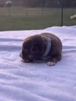 Bovina, a female Miniature Australian Shepherd for sale in Azle, TX – Photo 5 of 8