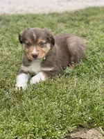 Red Tri Puppy, a male Miniature Australian Shepherd for sale in Azle, TX – Photo 1 of 3
