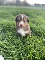 Red Tri Puppy, a male Miniature Australian Shepherd for sale in Azle, TX – Photo 3 of 3