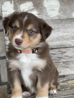 Red Tri Puppy, a male Miniature Australian Shepherd for sale in Azle, TX – Photo 2 of 3