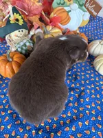 Buccaneers, a male Miniature Australian Shepherd for sale in Azle, TX – Photo 9 of 9
