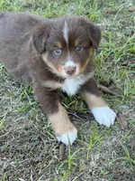 Buccaneers, a male Miniature Australian Shepherd for sale in Azle, TX – Photo 2 of 9