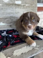 Buccaneers, a male Miniature Australian Shepherd for sale in Azle, TX – Photo 4 of 9