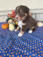 Buccaneers, a male Miniature Australian Shepherd for sale in Azle, TX – Photo 5 of 9