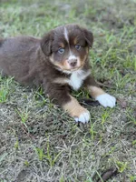 Buccaneers, a male Miniature Australian Shepherd for sale in Azle, TX – Photo 1 of 9