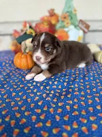 Buccaneers, a male Miniature Australian Shepherd for sale in Azle, TX – Photo 8 of 9