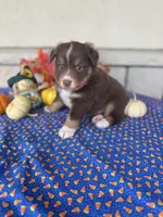 Buccaneers, a male Miniature Australian Shepherd for sale in Azle, TX – Photo 6 of 9