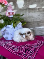 Fig, a female Miniature Australian Shepherd for sale in Azle, TX – Photo 6 of 9