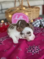 Fig, a female Miniature Australian Shepherd for sale in Azle, TX – Photo 5 of 9