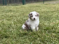 Fig, a female Miniature Australian Shepherd for sale in Azle, TX – Photo 1 of 9