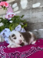 Fig, a female Miniature Australian Shepherd for sale in Azle, TX – Photo 4 of 9