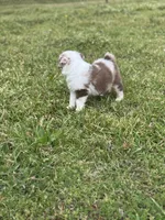 Fig, a female Miniature Australian Shepherd for sale in Azle, TX – Photo 9 of 9