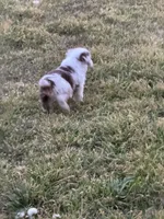 Fig, a female Miniature Australian Shepherd for sale in Azle, TX – Photo 3 of 9