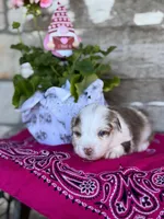 Fig, a female Miniature Australian Shepherd for sale in Azle, TX – Photo 7 of 9