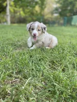 Blanco, a male Miniature Australian Shepherd for sale in Azle, TX – Photo 2 of 8