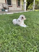 Blanco, a male Miniature Australian Shepherd for sale in Azle, TX – Photo 6 of 8
