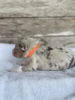 Blanco, a male Miniature Australian Shepherd for sale in Azle, TX – Photo 5 of 8